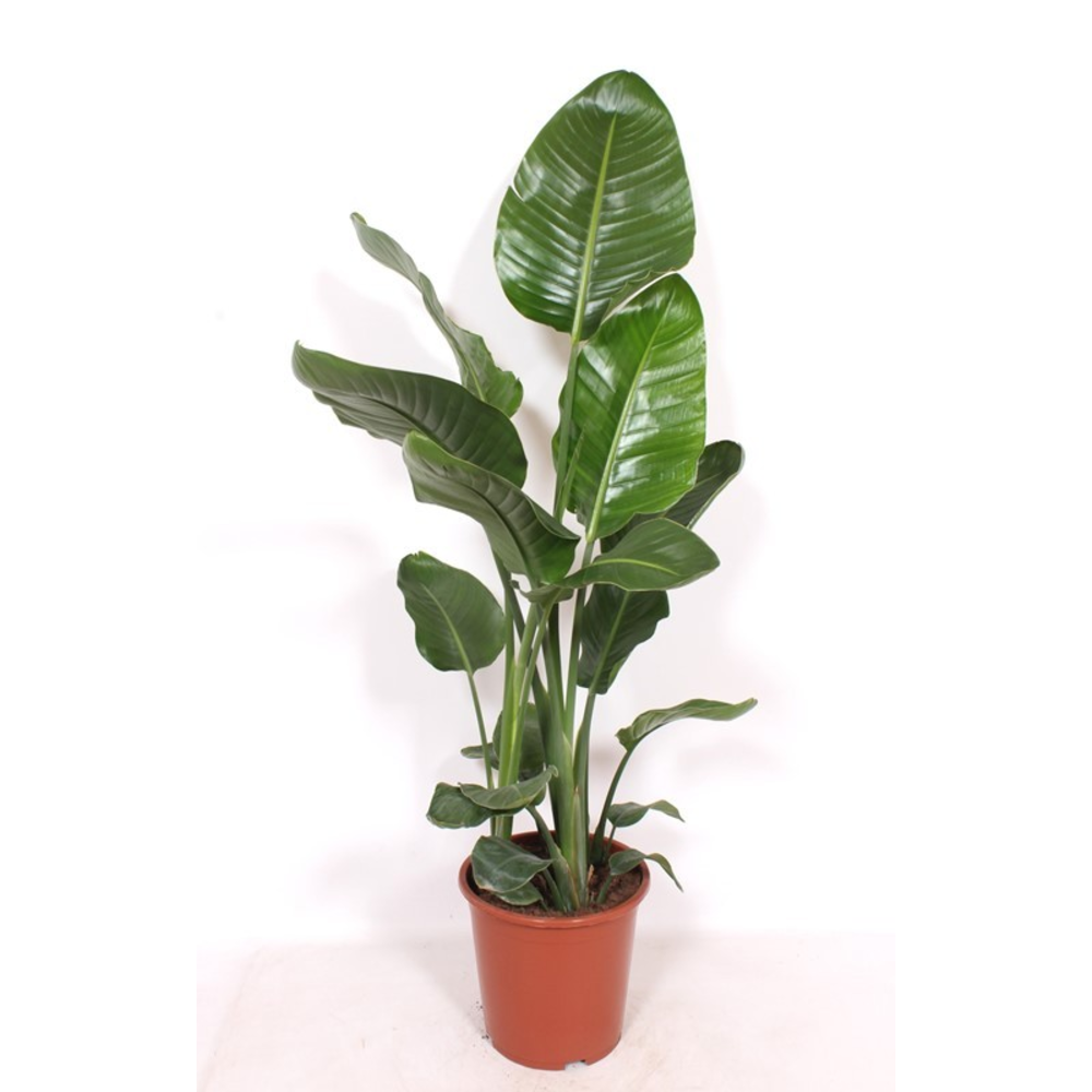 Strelitzia nicolai.
