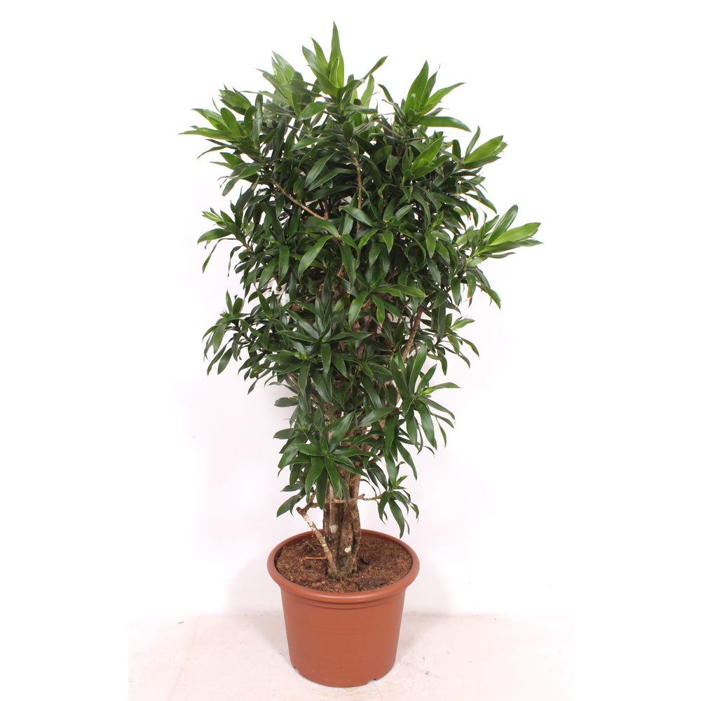Dracaena Reflexa.