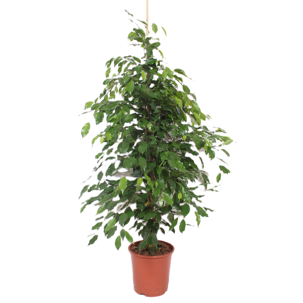Ficus Exotica.
