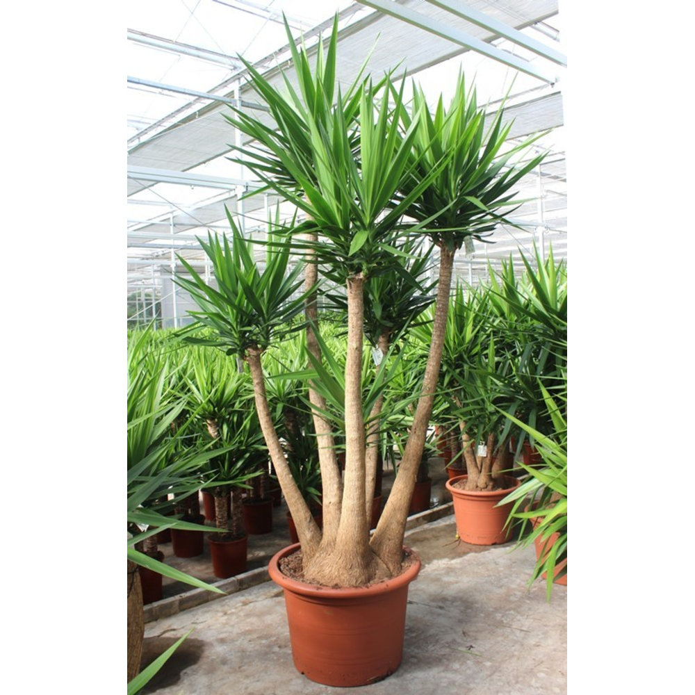 Yucca elephantipes.