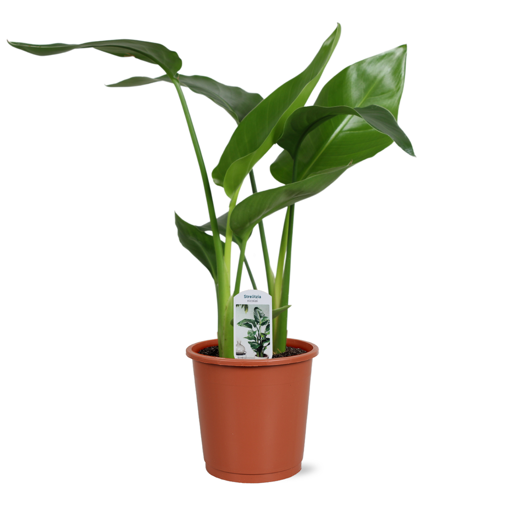 Strelitzia nicolai 2 stek 45-55cm.