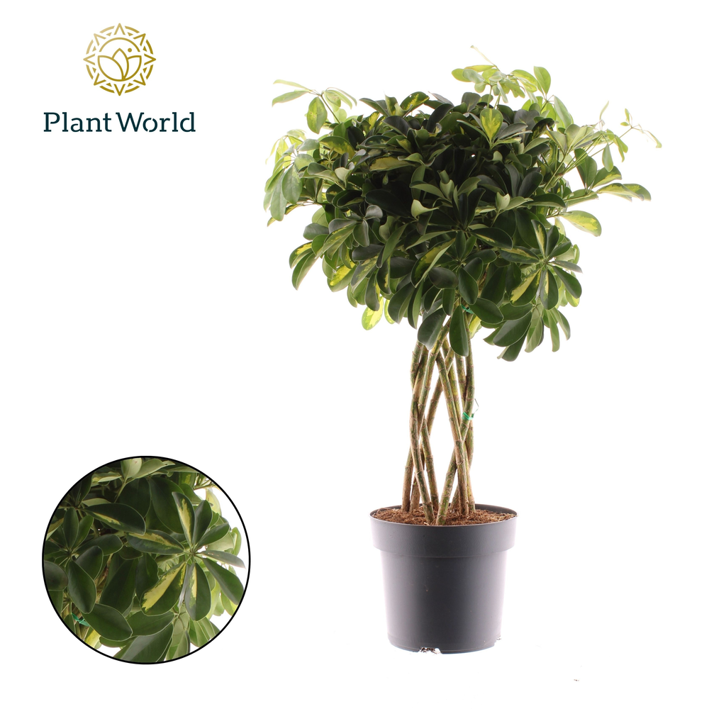 Schefflera Gold Capella koker (Decorum).