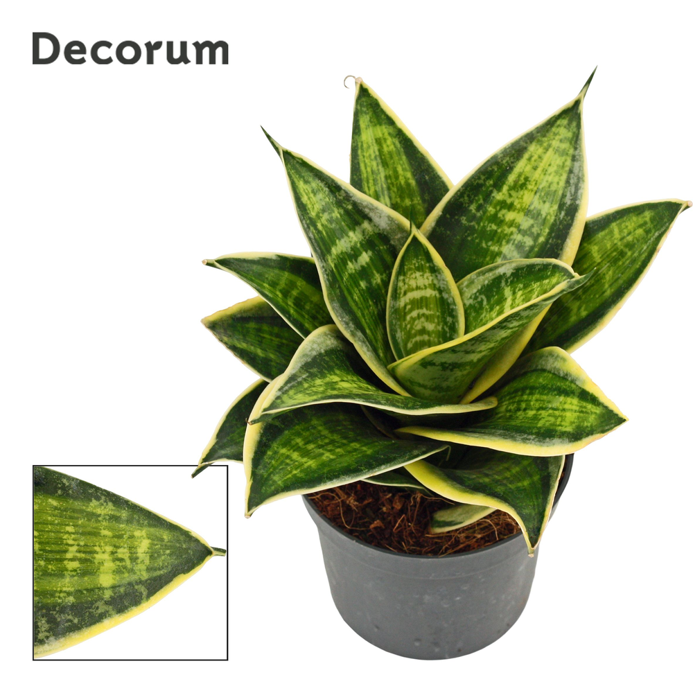 Sansevieria hahnii 9 cm Superstar(Decorum).