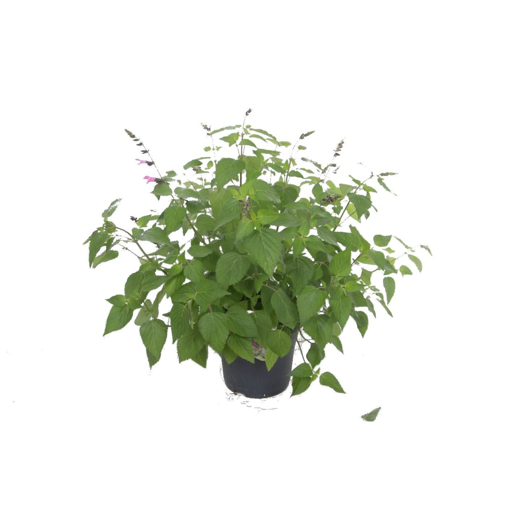Salvia hybr. Amante.