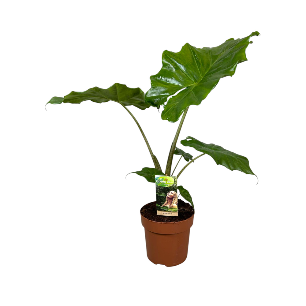 Alocasia Portodora.