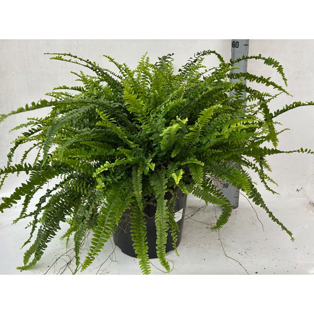 Nephrolepis Green Lady.