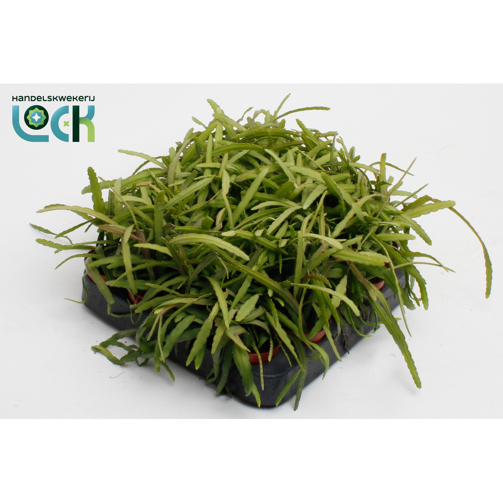 Lepismium Bolivianum.