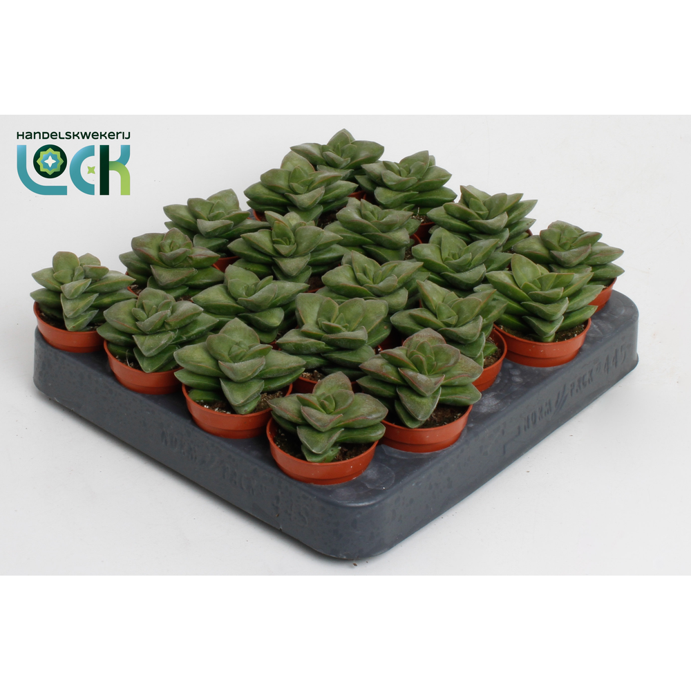 Crassula Spring Time.