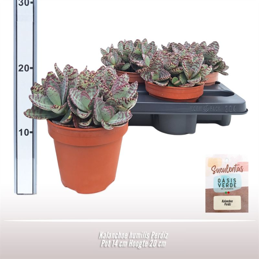 Kalanchoe humilis Perdiz.