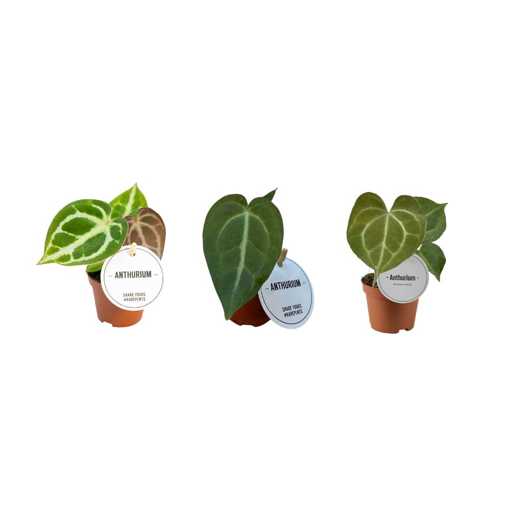 Anthurium Mix.
