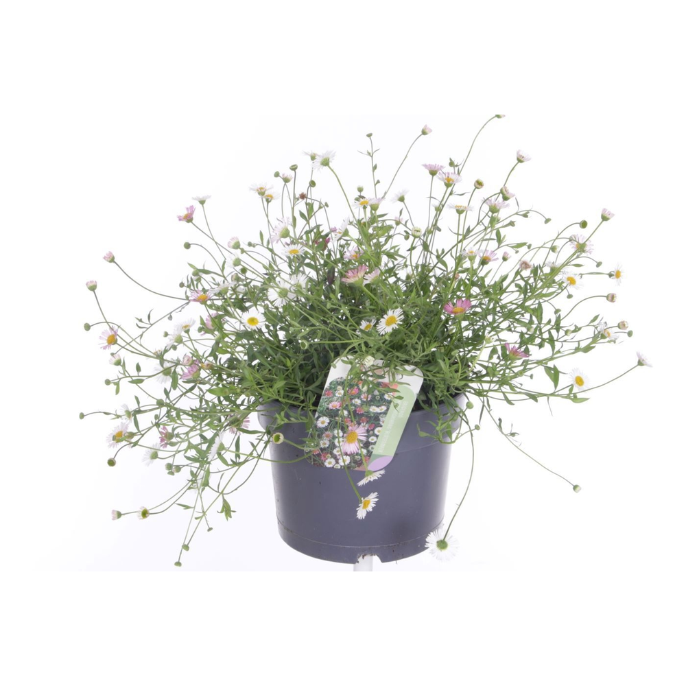 Erigeron karvinskianus Bl�tenmeer.