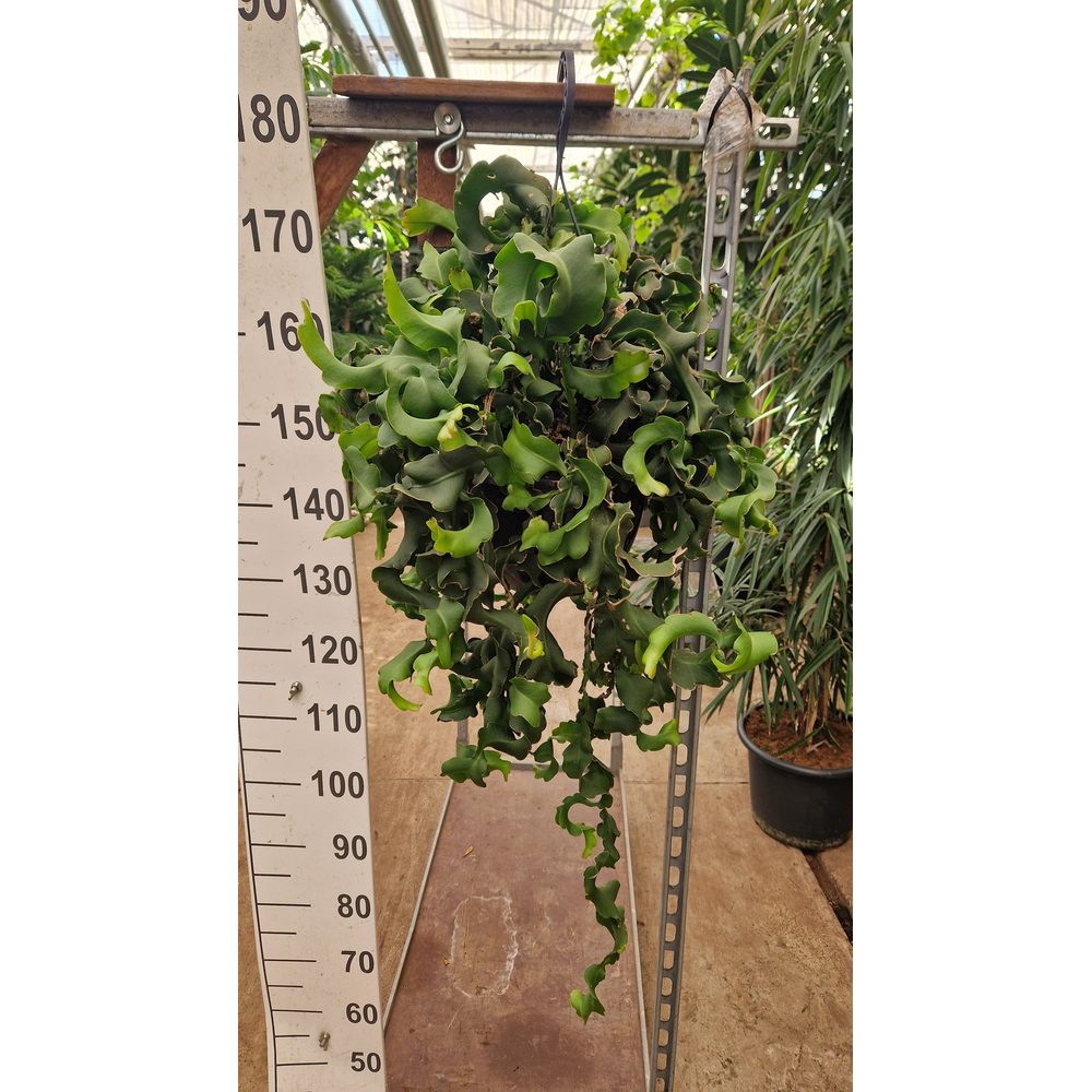 Epiphyllum guatemalense subsp. monstrose hangplant.