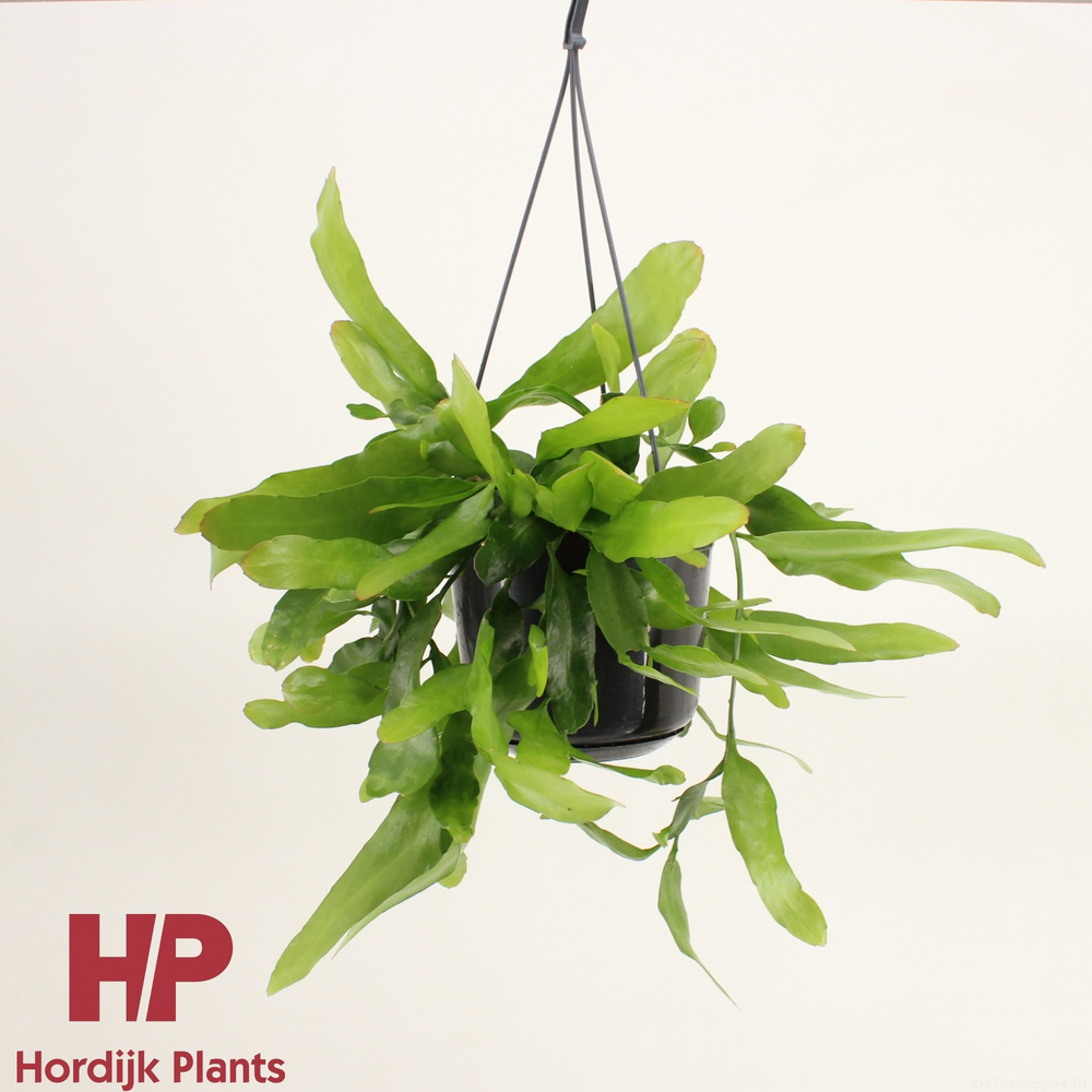 Epiphyllum pumilum.