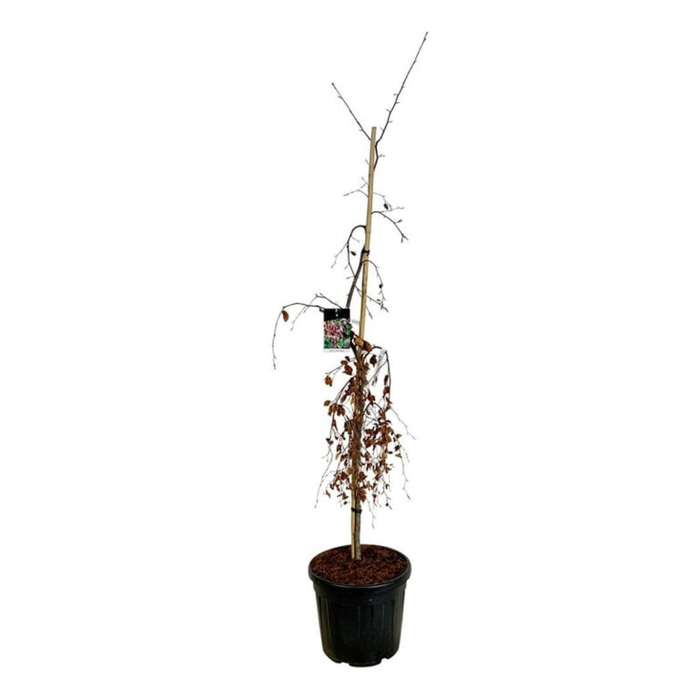 Fagus syl. 'Purple Fountain'.