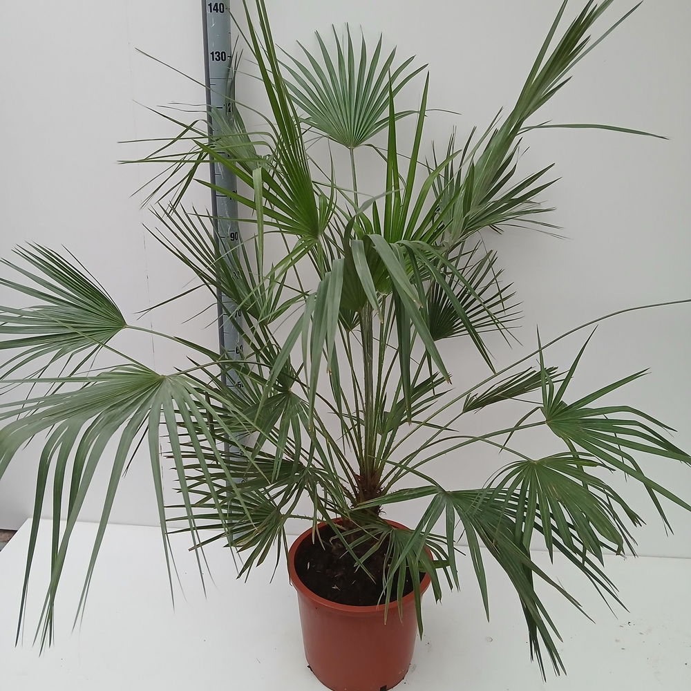 chamaerops humilis.