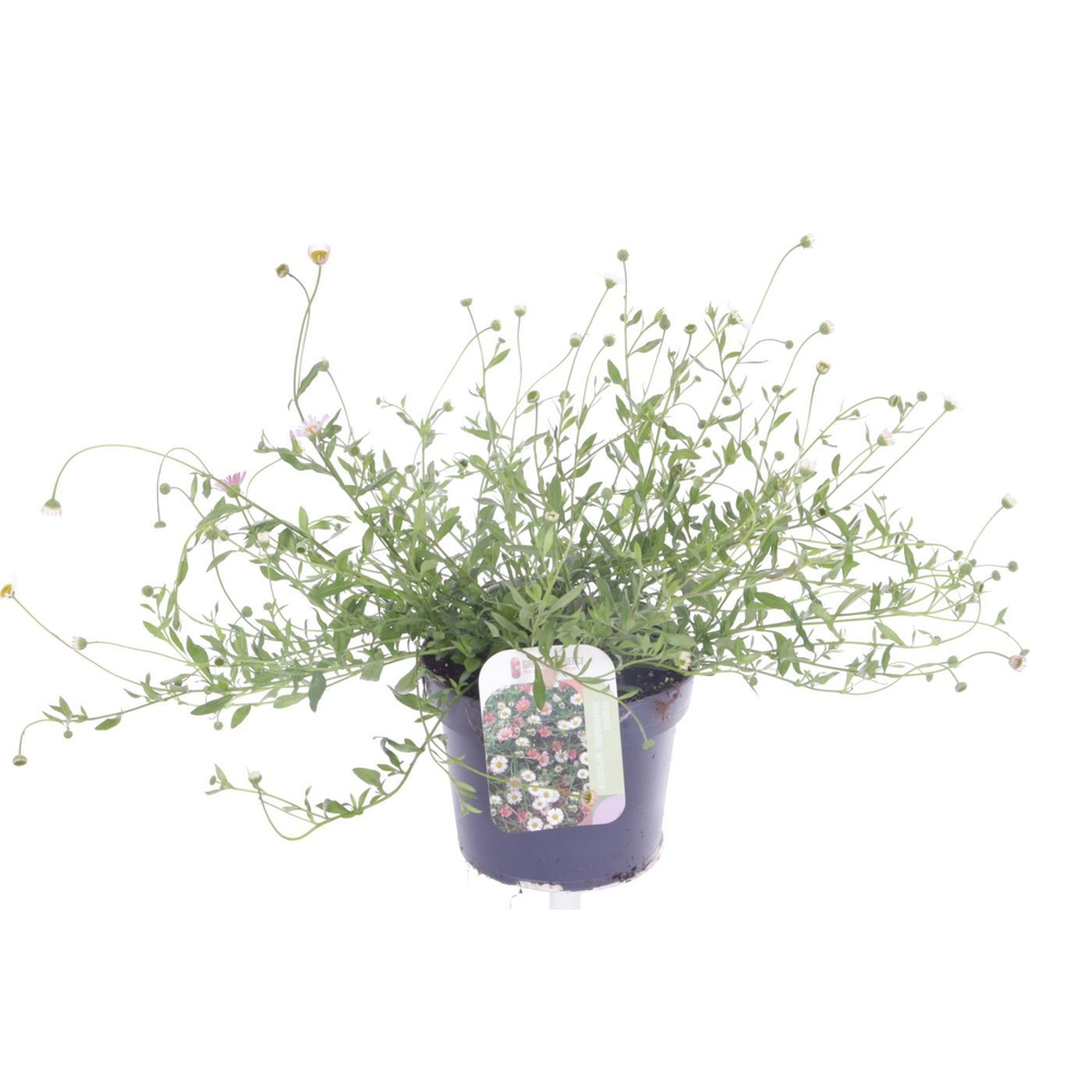 Erigeron karvinskianus Bl�tenmeer.
