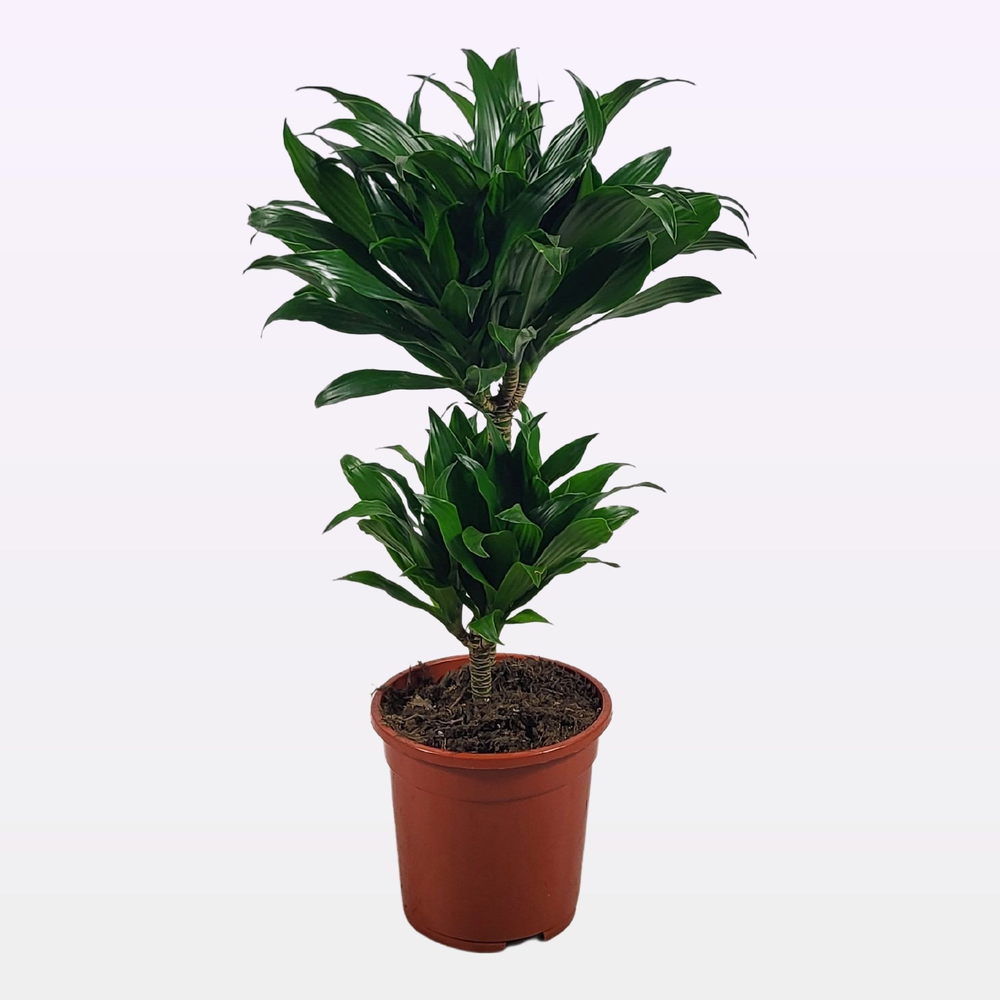 Dracaena compacta 30-10 60cm.