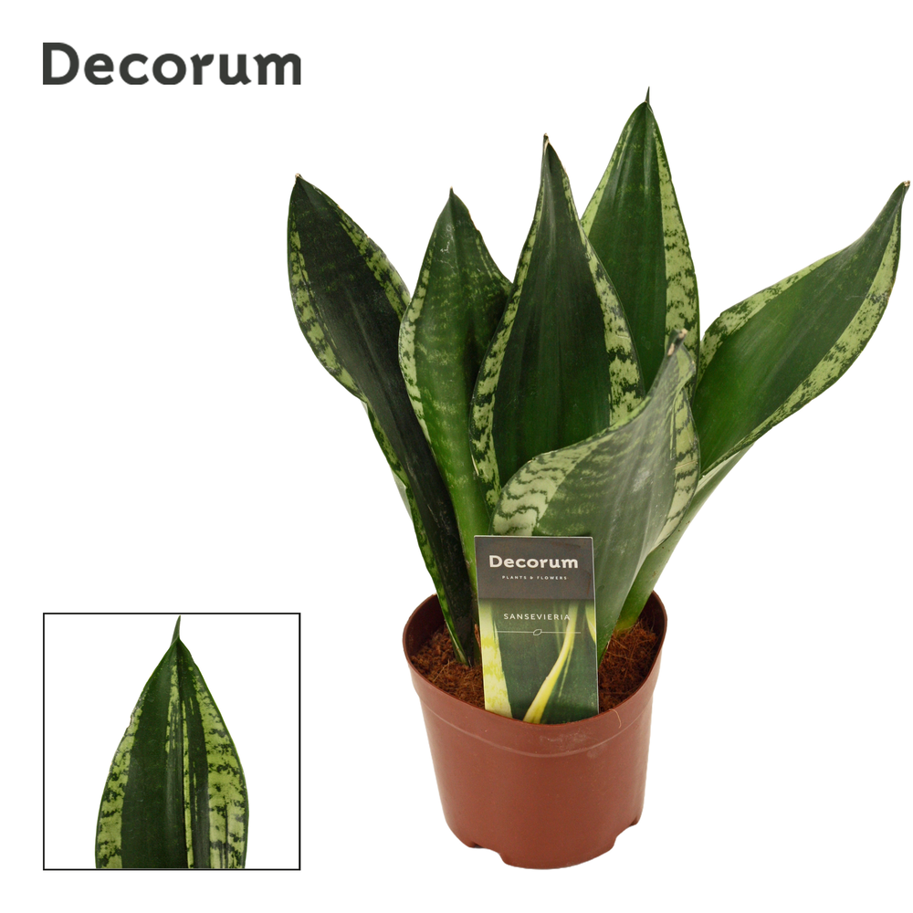 Sansevieria Silver flame 12 cm (Decorum).