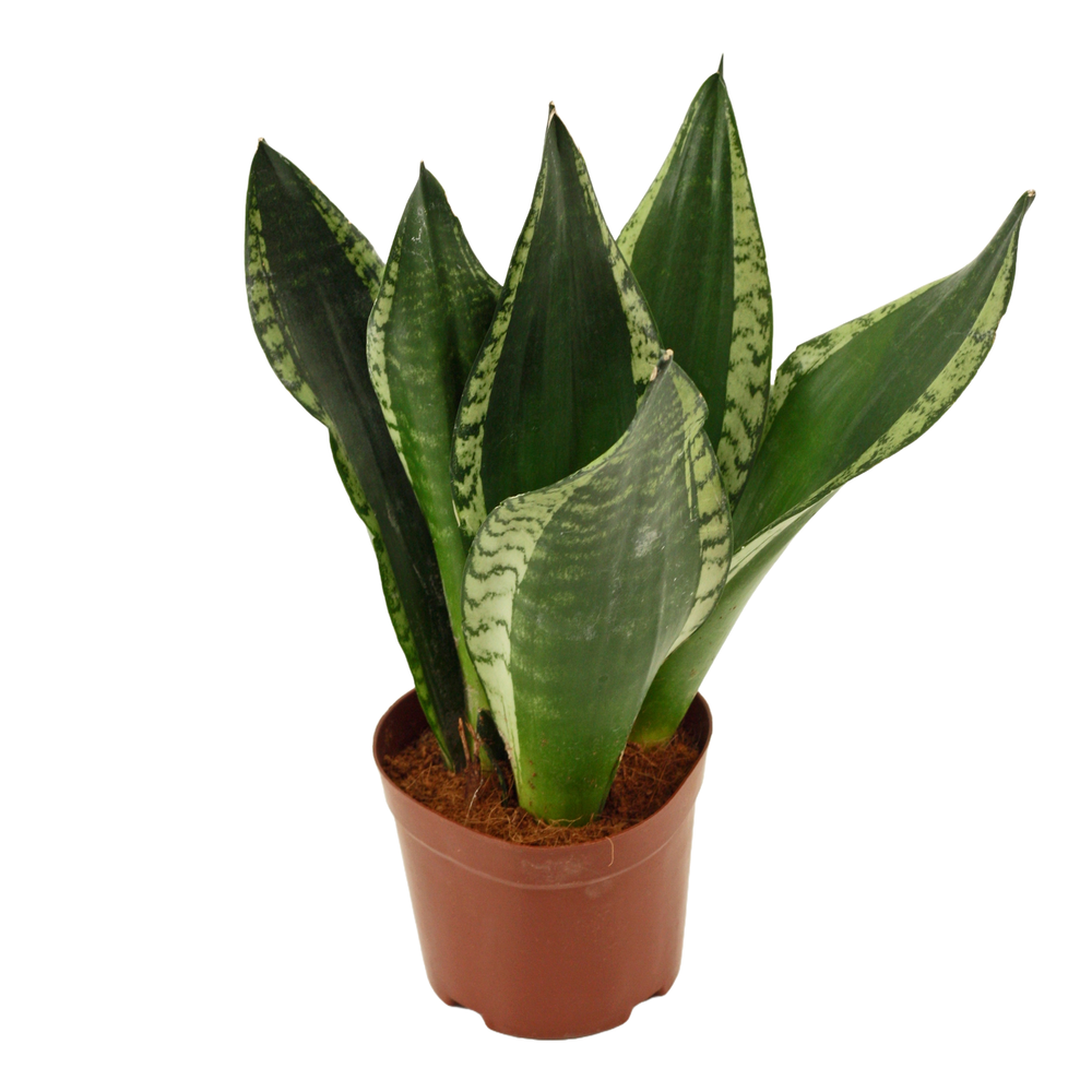 Sansevieria Silver flame 12 cm.