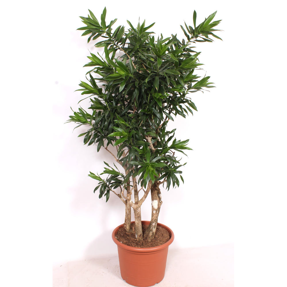 Dracaena reflexa.