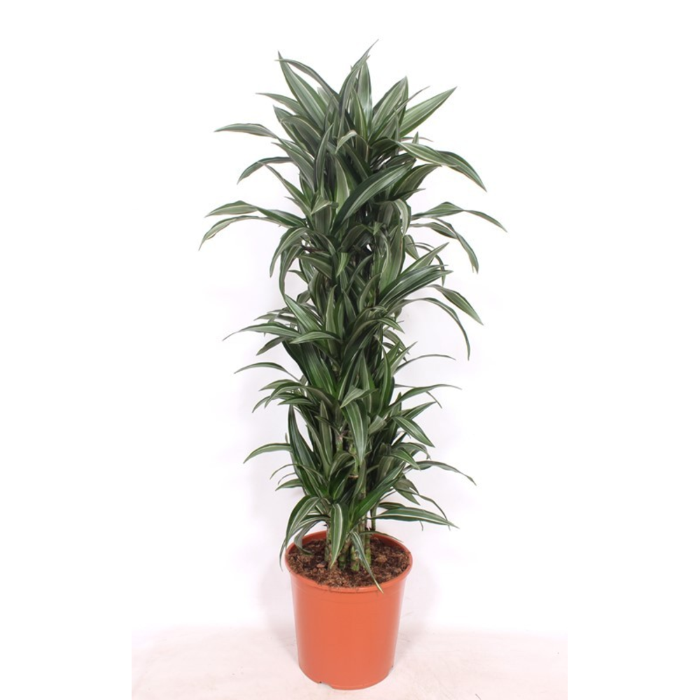 Dracaena Ulises.
