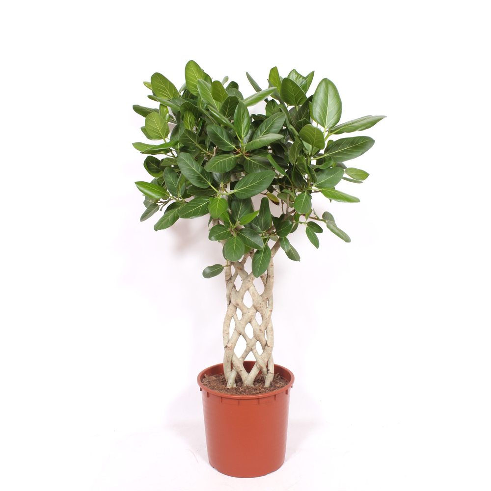 Ficus Benghalensis.