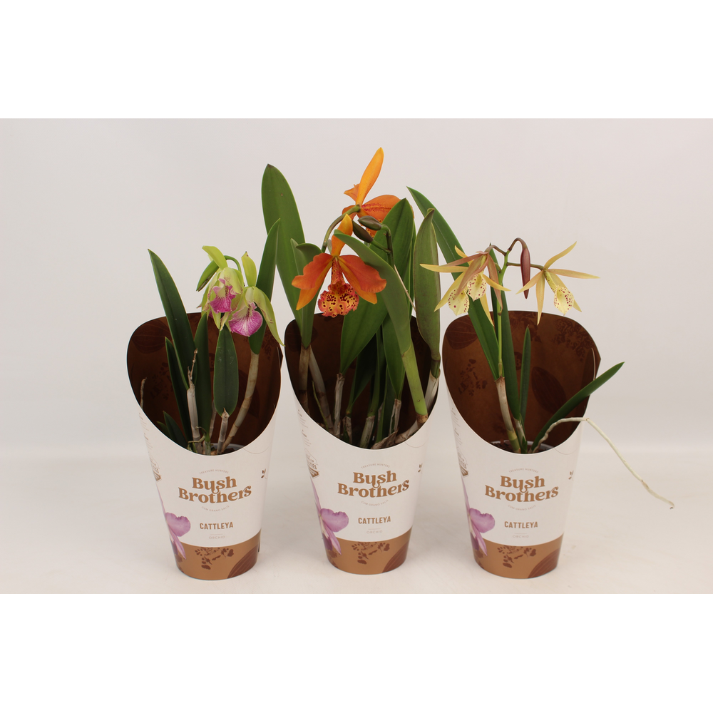 Brassavola mix 2 knop.