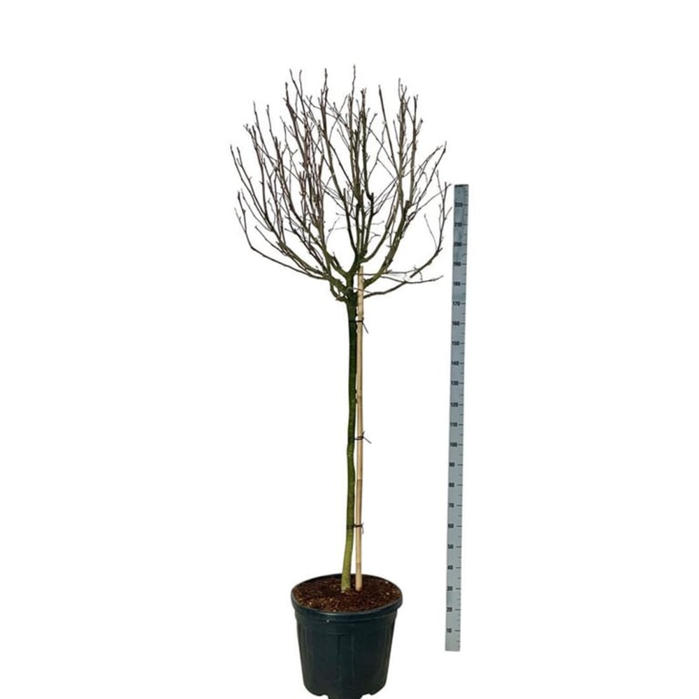Magnolia stellata 'Rosea'.
