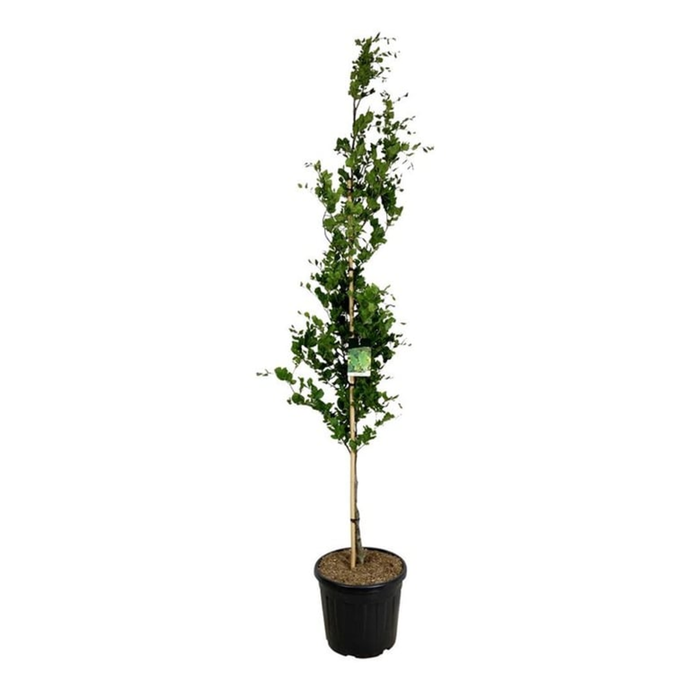 Fagus syl. 'Dawyck'.