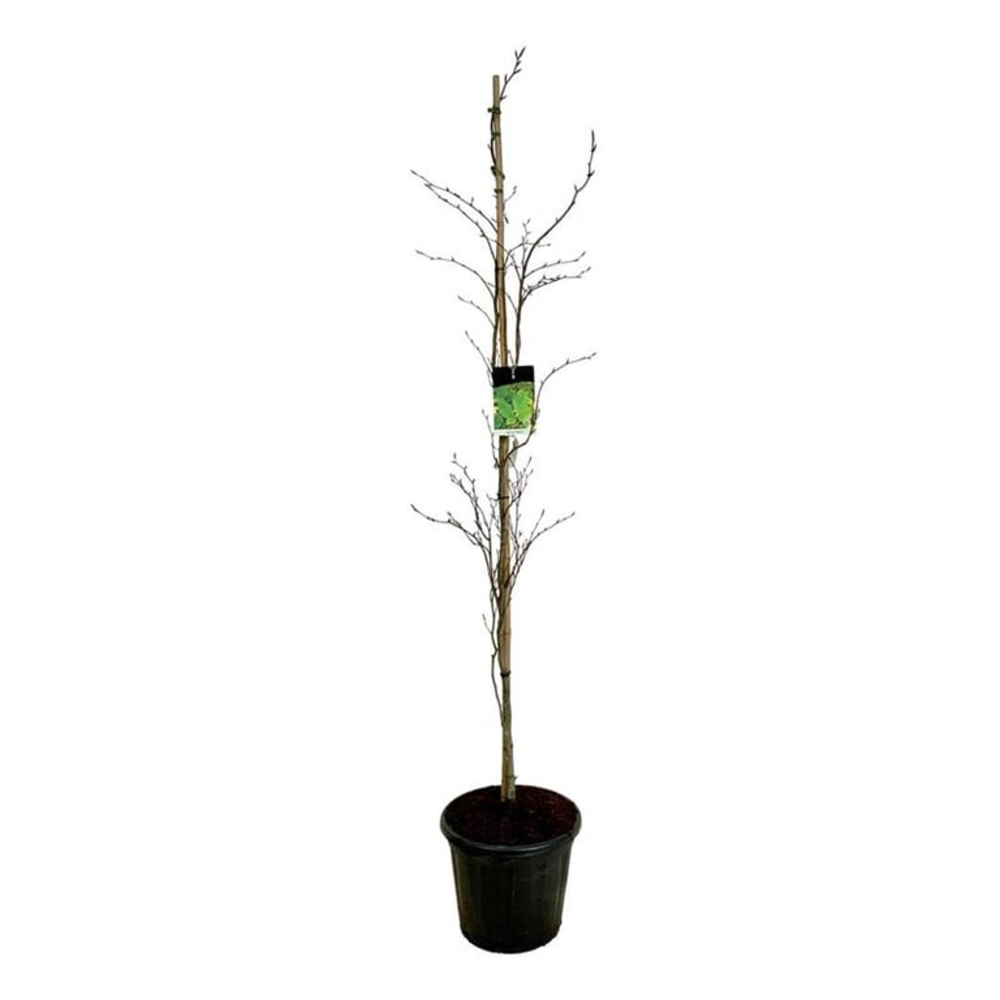 Fagus syl. 'Dawyck'.