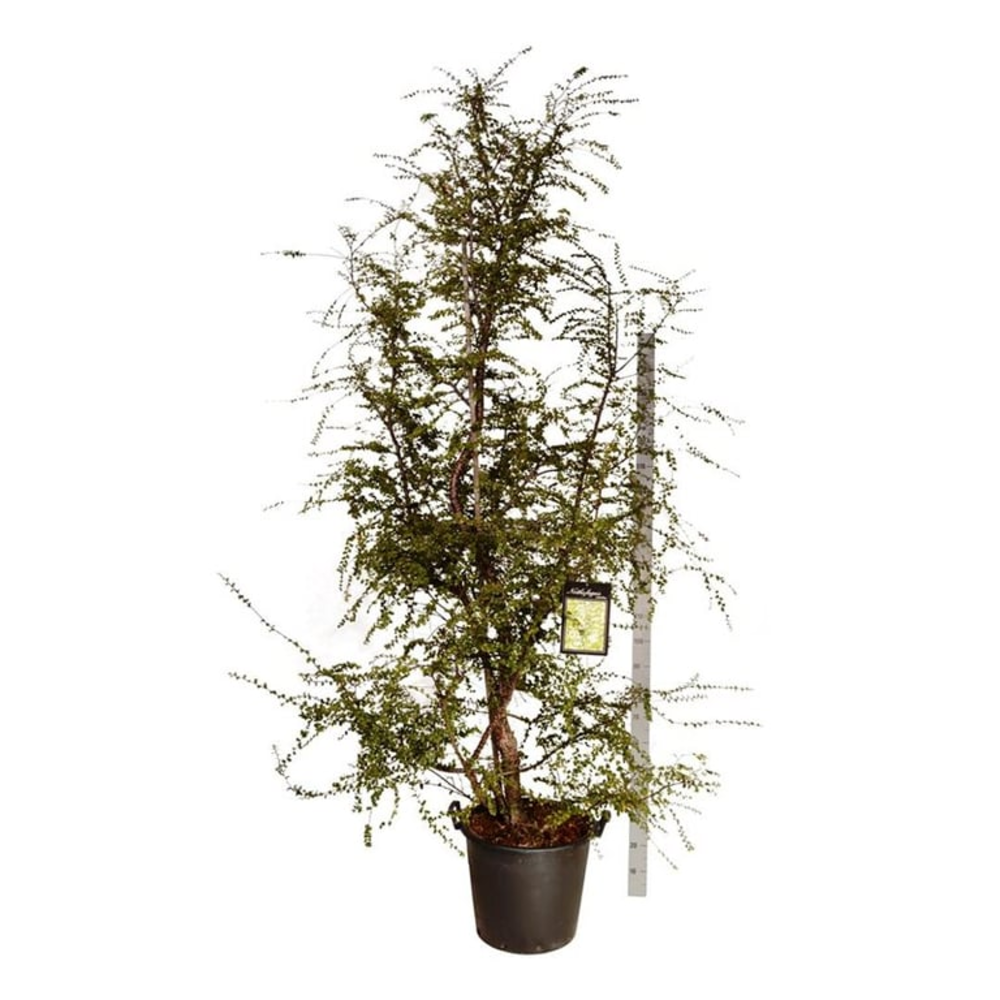 Nothofagus antarctica.