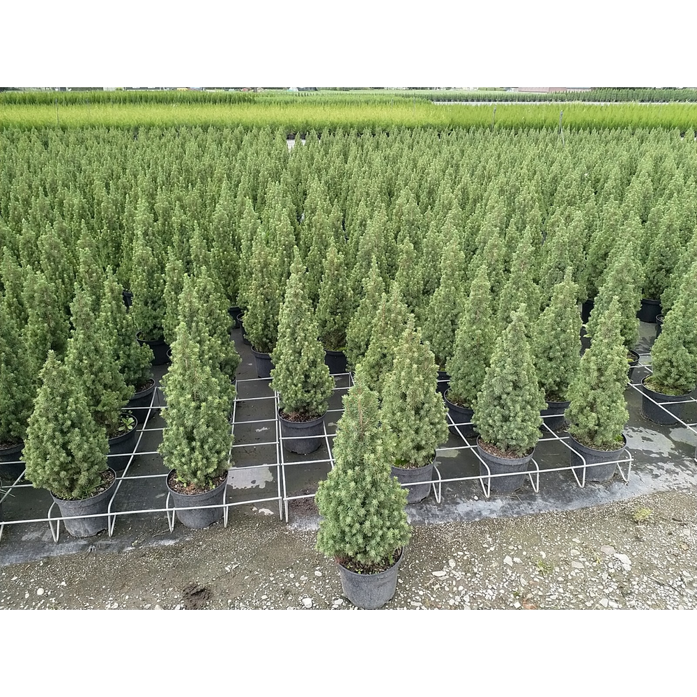 Picea glauca 'Perfecta'.