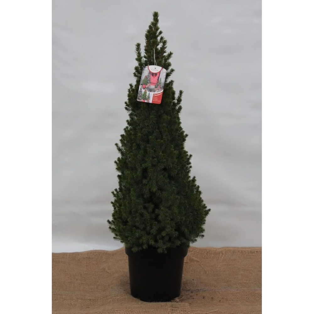 Picea glauca 'Perfecta'.