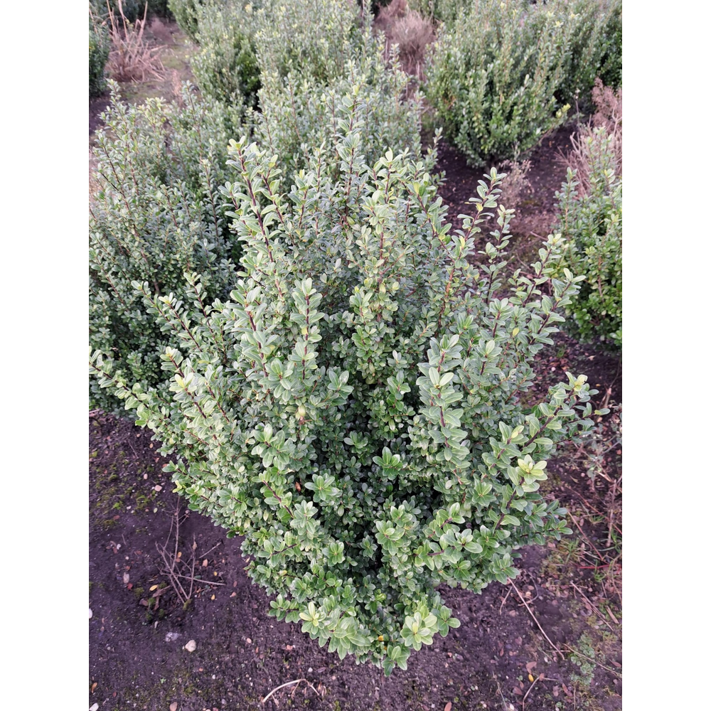Ilex crenata 'Caroline Upright' struik.