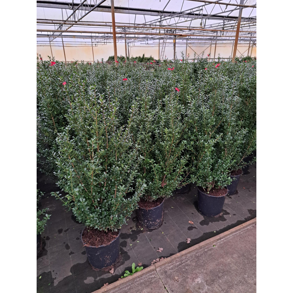 Ilex crenata 'Caroline Upright' struik.