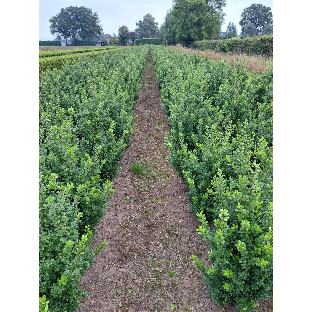 Ilex crenata 'Caroline Upright' struik.