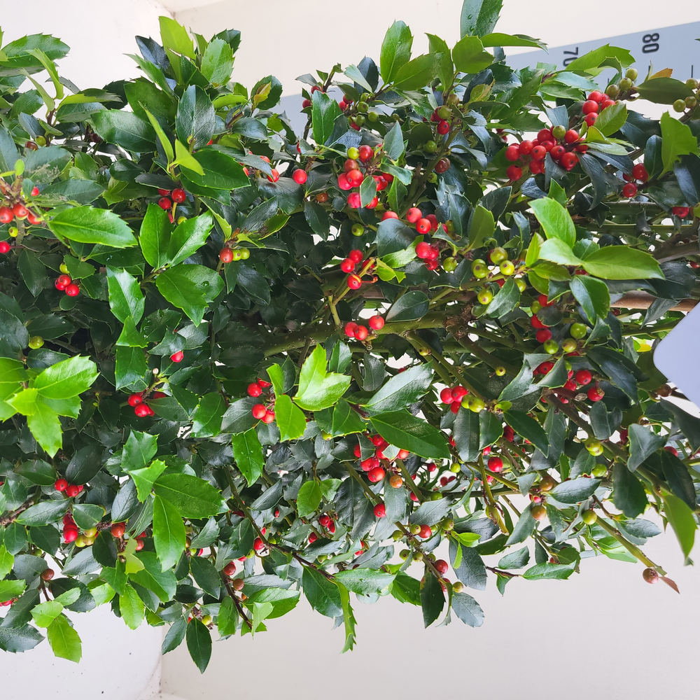 Ilex meserv. 'Blue Maid' Pyramide.