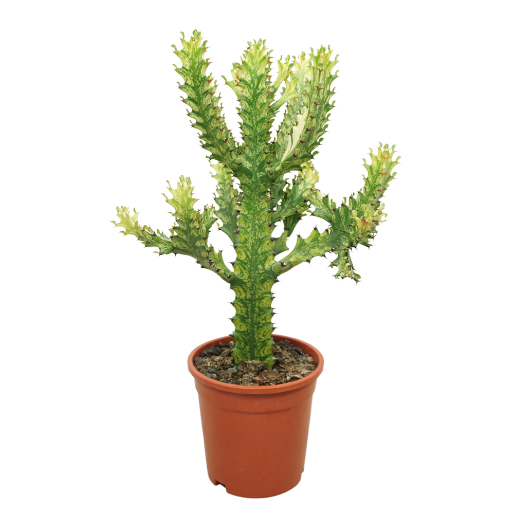 Euphorbia mayurnathanii variegata 17 cm.
