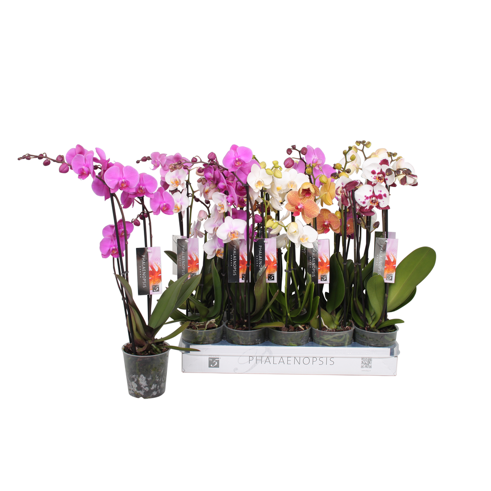 Phalaenopsis 6 color mix, 2,5-spike 18+.