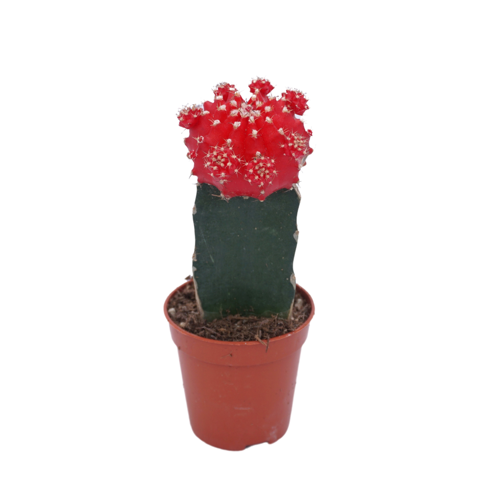 Gymnocalycium geënt rood 5,5 cm.