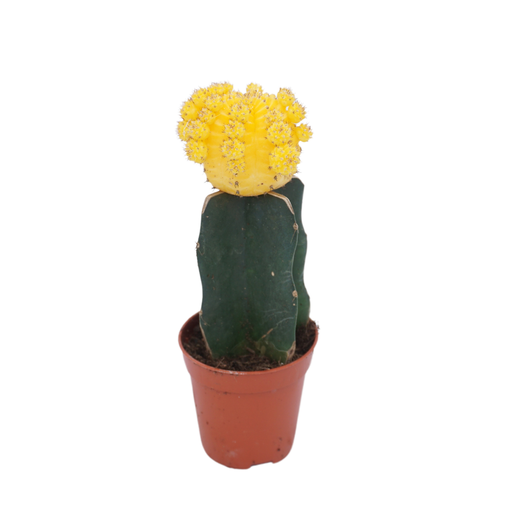 Gymnocalycium geënt geel 5,5 cm.