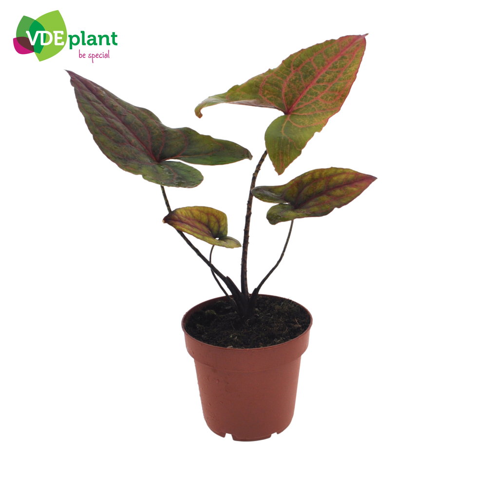 Alocasia Black Jack p12.