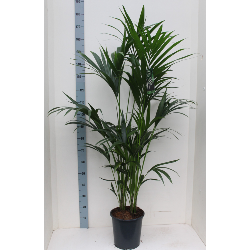 Kentia-Howea Forsteriana 27 cm 160 cm hoog.