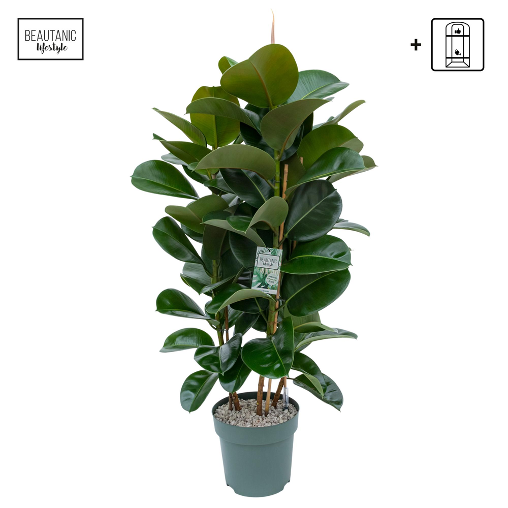 Ficus Makana Toef.