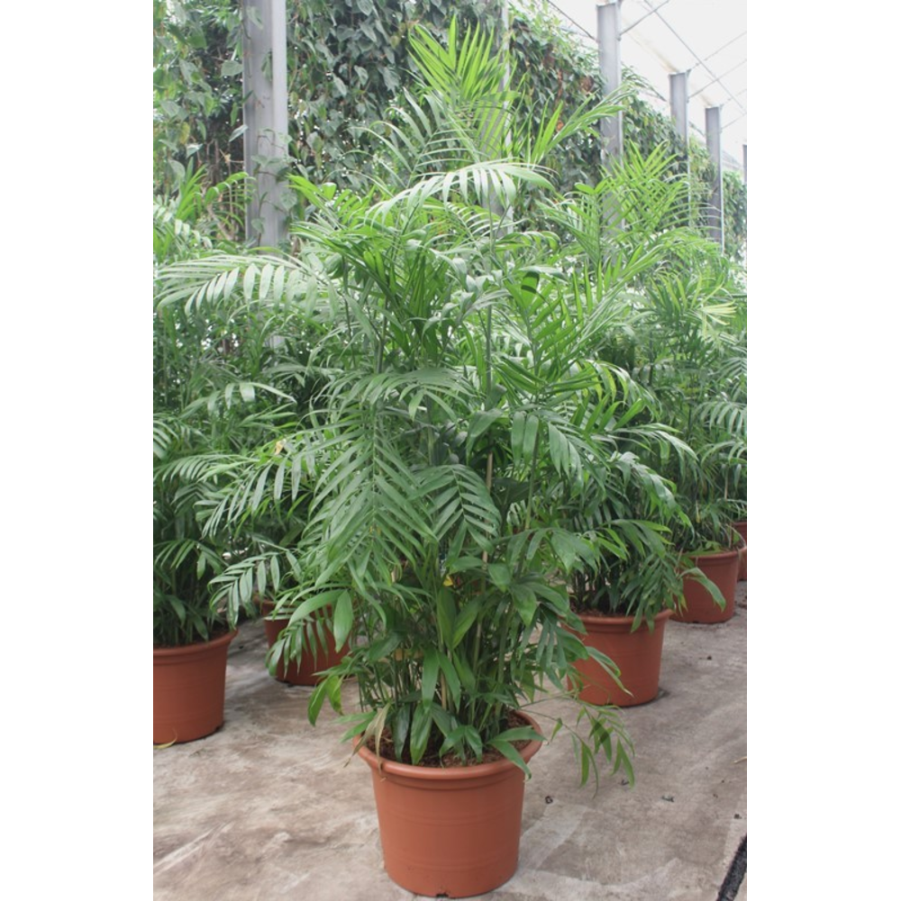 Chamaedorea Seifrizii.