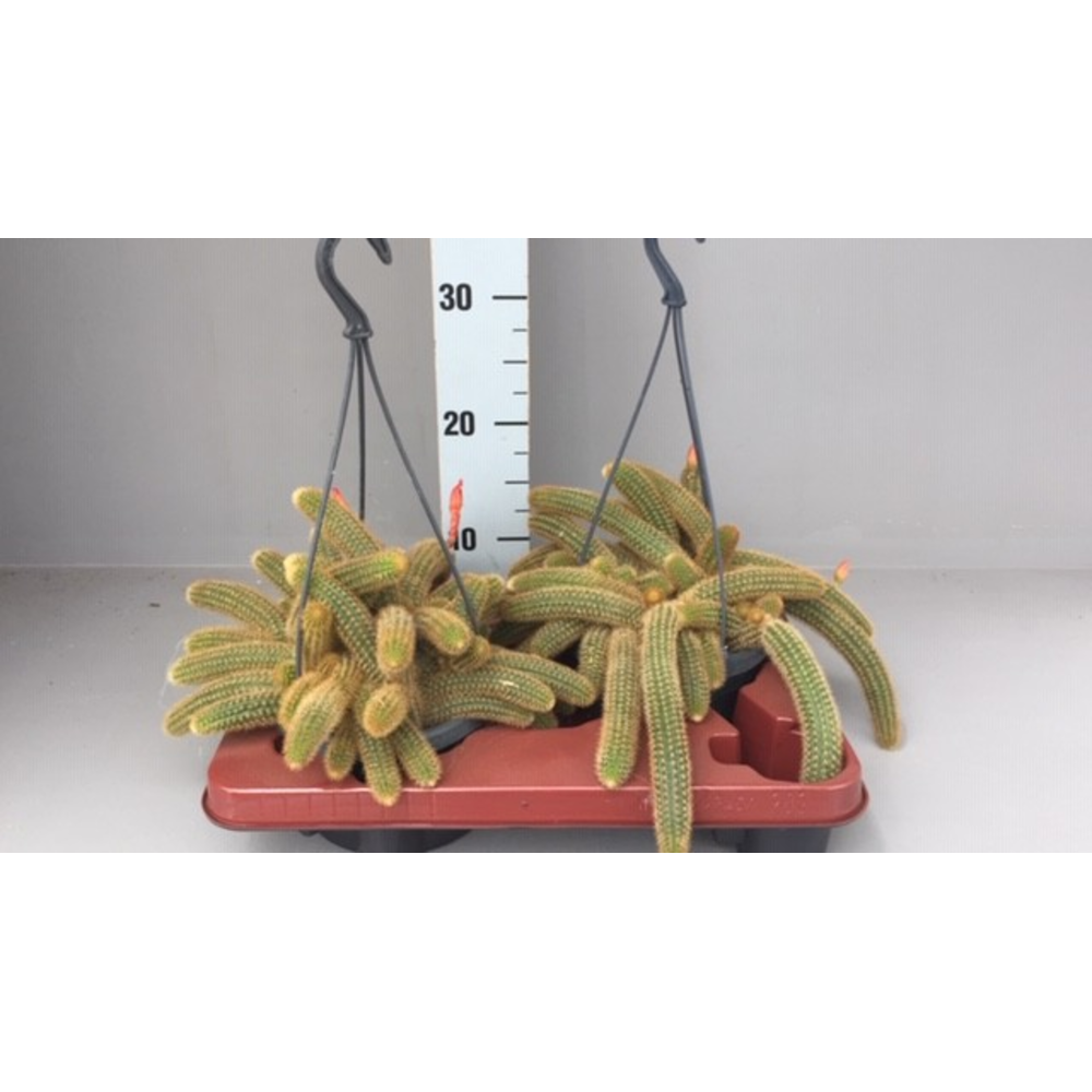 Hildewintera aureispina hels neue.