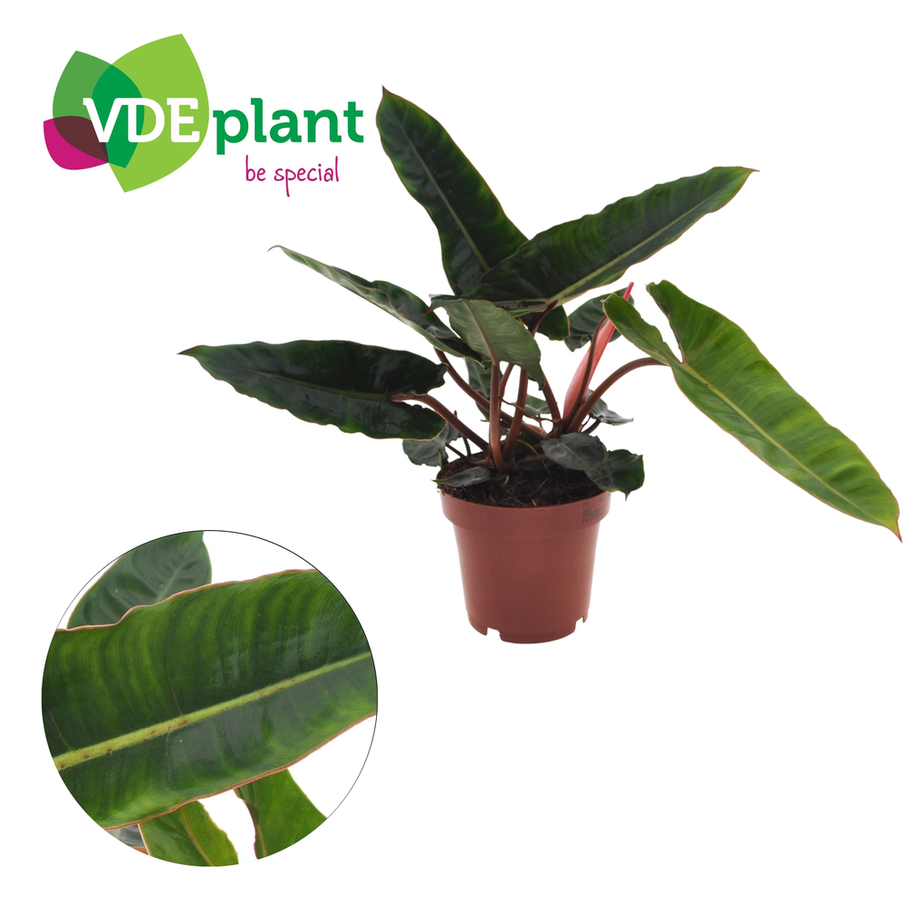 Philodendron Billietiae (2pp) 12cm.