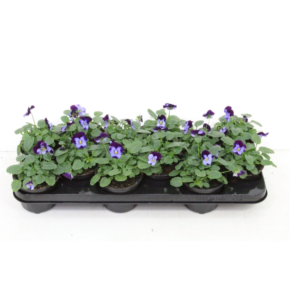 Viola cornuta Sorbet Denim JU.