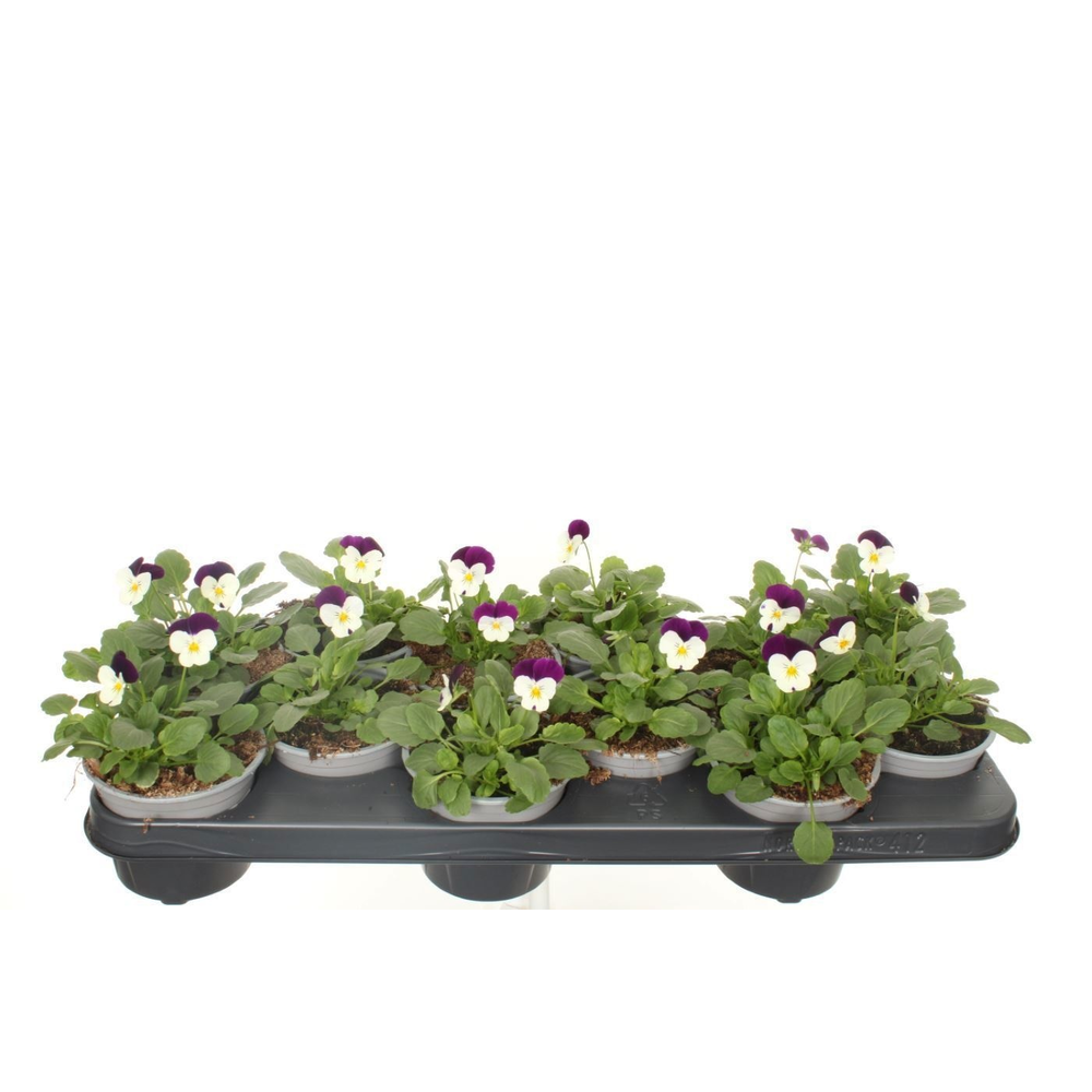 Viola cornuta Sorbet White Purp JU.
