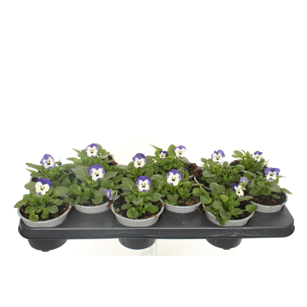 Viola cornuta Sorbet Delft Blue.